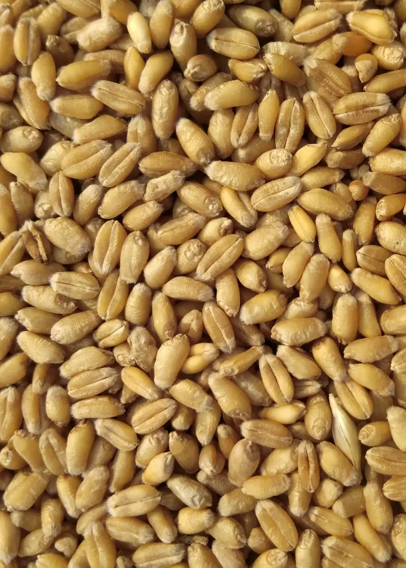 Close-up of whole wheat grain