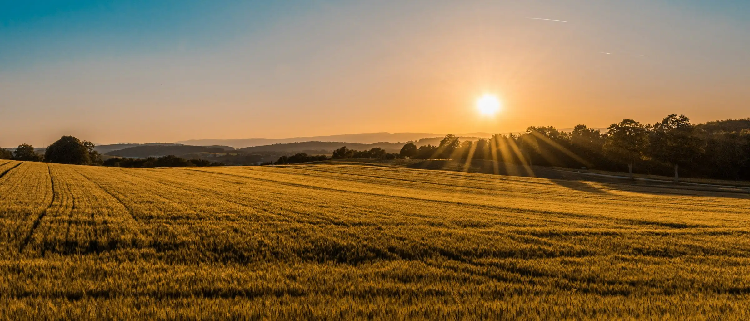Wheat field at golden hour